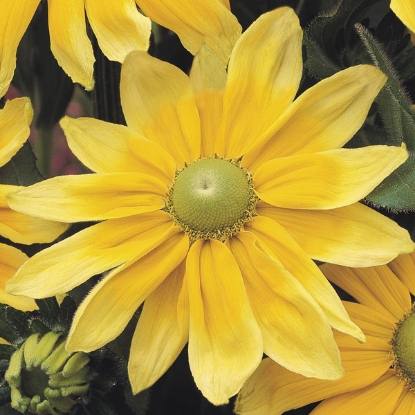 Picture of Rudbeckia - Prairie Sun